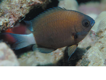 Chocolate Dip Damselfish