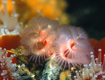 Christmas Tree Worm