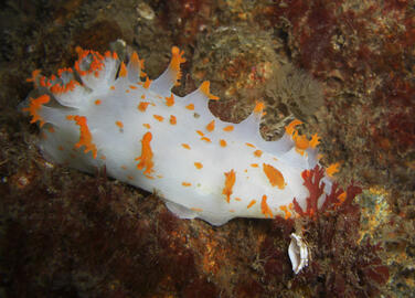 Clown Dorid