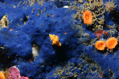 Cobalt Sponge