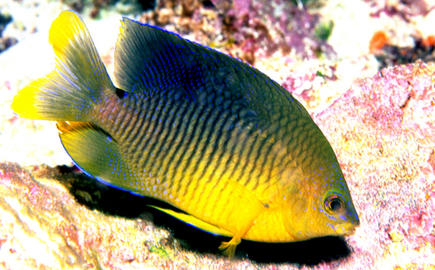 Cocoa Damselfish (Adult)