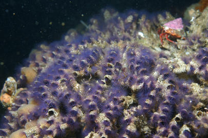 Colonial Sand-Tube Worm