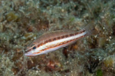 Photo by Stacey Henderson