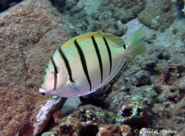 Convict Surgeonfish