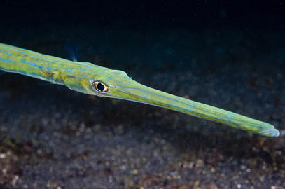 Cornetfish