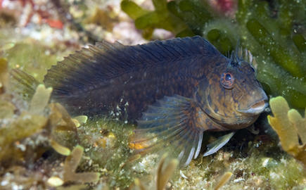 Crested Blenny
