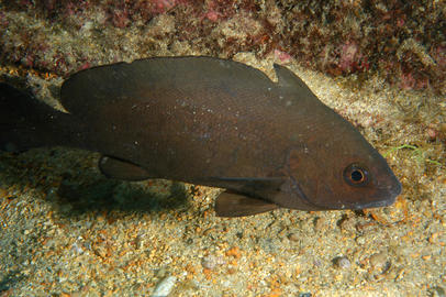 Pacific Highhat