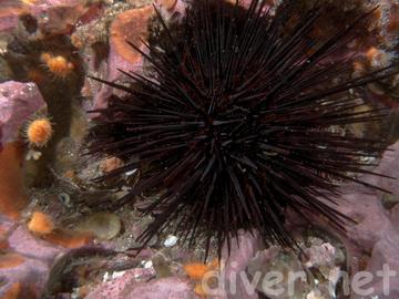 Crowned Urchin