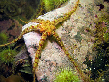 daisy brittle star