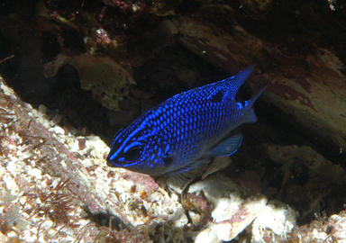 Cortez Damselfish (Juvenile)
