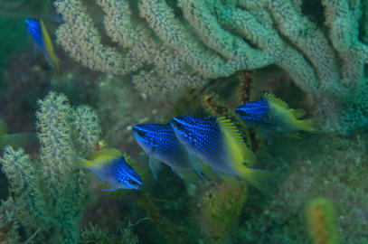 Blue-and-Yellow Chromis