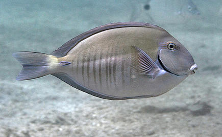 Doctorfish Doctorfish