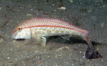 Red Goatfish