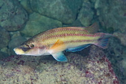 Photo by Stacey Henderson