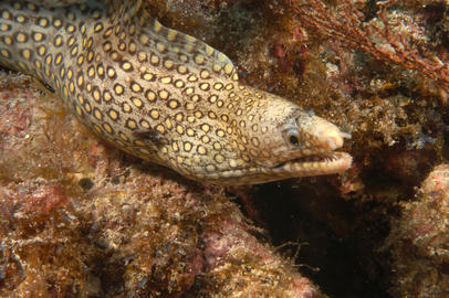 Jewel Moray 
