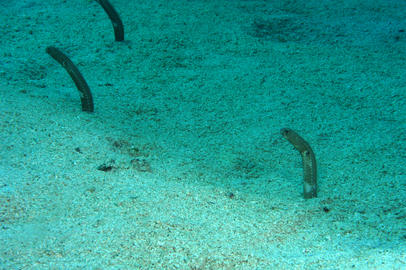 Cortez Garden Eel