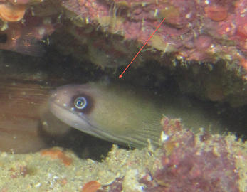 Masked Moray