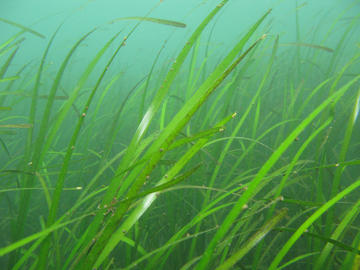 Eelgrass
