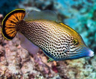 Photo by Peter Diamond