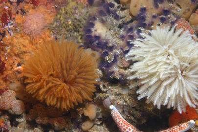 Feather Duster Worm (E. polymorpha) Feather Duster Worm (E. polymorpha)