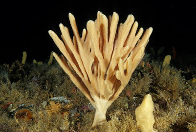 finger sponge