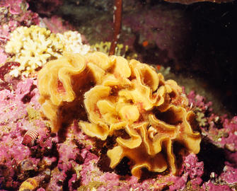 Fluted Bryozoan