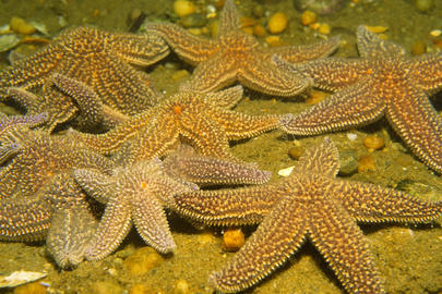 forbes' sea star