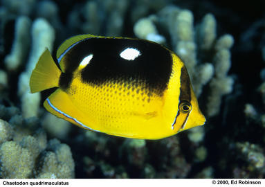 Fourspot Butterflyfish