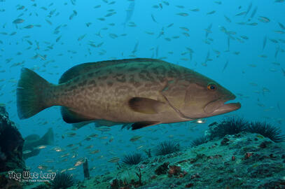 Photo by Frank Krasovec