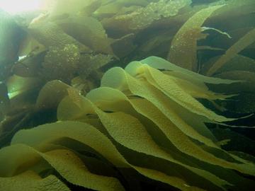 Giant Kelp