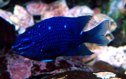 Giant Damselfish