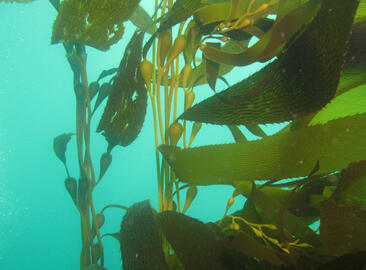 Giant Kelp
