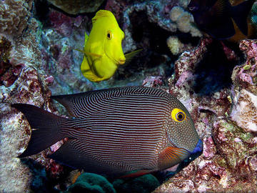 Goldring Surgeonfish