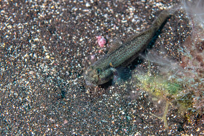 Photo by Stacey Henderson