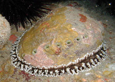 Green Abalone