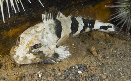 Grubby Sculpin