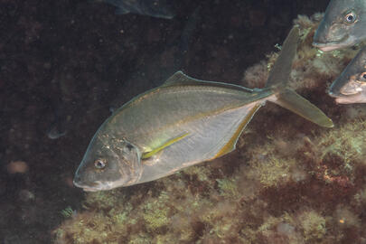 Photo by Stacey Henderson