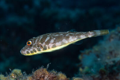 Photo by Stacey Henderson