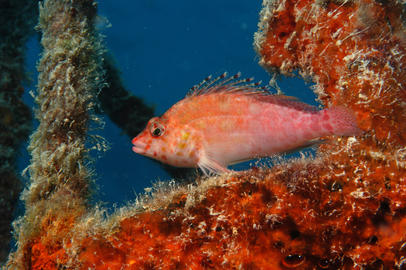 Coral Hawkfish