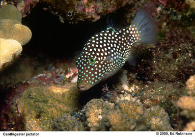 Hawaiian Whitespotted Toby