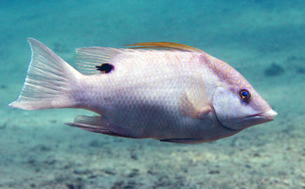 Hogfish