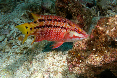 Mexican Hogfish