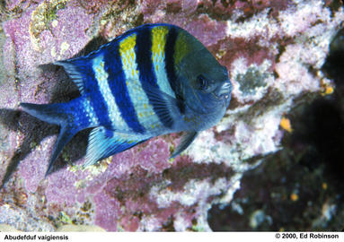 Indo-Pacific Sergeant