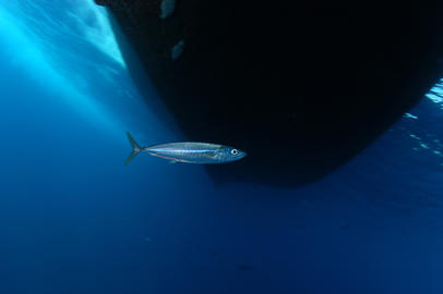 Green Jack