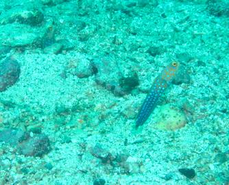 Bluespotted Jawfish