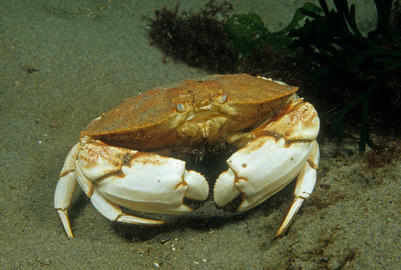 jonah crab
