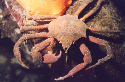 Northern Kelp Crab