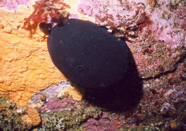 Giant Keyhole Limpet