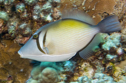 Lei Triggerfish