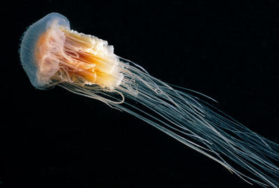 lion's mane jelly